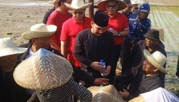 Hari Tani Nasional, Sekjen PDIP Hasto Kristiyanto Berbaur dengan Petani Kedungwaringin