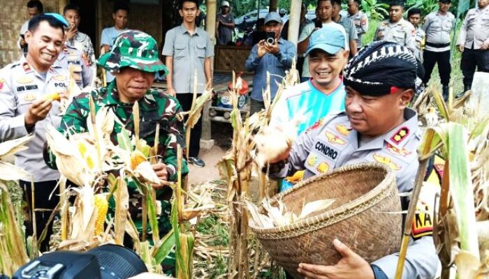 Polres Serang Banten Bersama Kelompok Tani Panen Raya Jagung di Lahan 2,5 Hektar