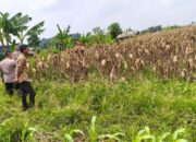 Polres Serang Banten akan Panen Raya Jagung Kuartal Ketiga Program Swasembada Pangan seluas 5 hektar