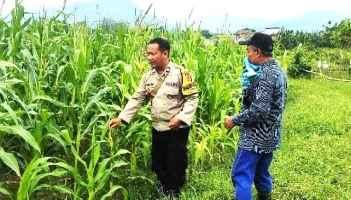 Wujudkan Ketahanan Pangan, Polsek Anyer Cilegon Banten Aktif Pantau Tanaman Jagung Program SPN 2025