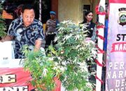 2 WNA Pemilik Kebun Ganja Dalam Rumah di Denpasar Bali, Polisi Buru Pemasoknya