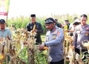 Program Ketahanan Pangan Pemerintah Pusat, Polres Serang Banten Panen Jagung 274 Ton Lampaui Target