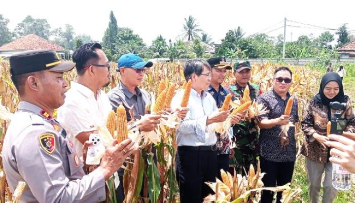 Perkebunan Jagung Program Ketahanan Pangan Binaan Kapolres Serang Banten Dikunjungi Delegasi Tiongkok