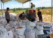 Polres Serang Banten Bersama Kelompok Tani, Panen Jagung Kuartal IV di Lahan 5 Hektar