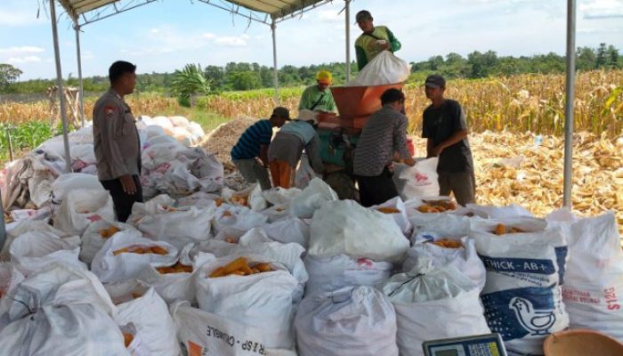 Polres Serang Banten Bersama Kelompok Tani, Panen Jagung Kuartal IV di Lahan 5 Hektar