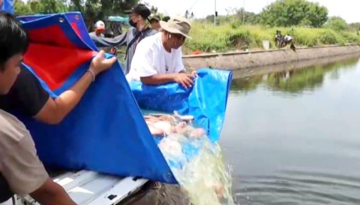 Lagi! Kapolres Serang Tebar Ribuan Ekor Ikan Program Ketapang, Warga Sambut Gembira