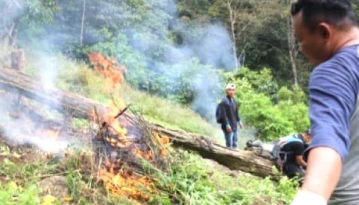 Brimob Polda Sumut Bakar Ribuan Pohon Ganja Setinggi 2 Meter di Ladang 10 Hektar Perbukitan Tor Sihite Mandailing Natal