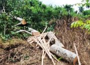 Dua Warga Diamankan karena Tebang Pohon di Taman Nasional Ujung Kulon Pandeglang Banten