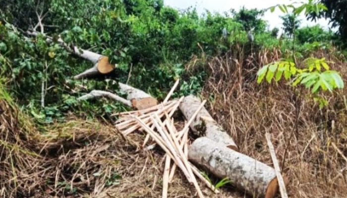 Dua Warga Diamankan karena Tebang Pohon di Taman Nasional Ujung Kulon Pandeglang Banten