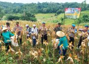 Dorong Ketahanan Pangan, Polres Cilegon Banten Panen Raya Jagung