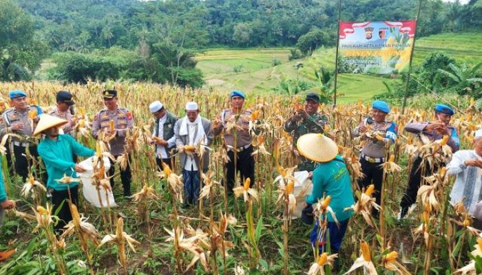 Dorong Ketahanan Pangan, Polres Cilegon Banten Panen Raya Jagung