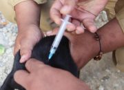 14 Tahun Tanpa Kasus, Pemprov Banten Pertahankan Status Bebas Rabies dan Pecahkan Rekor Nasional