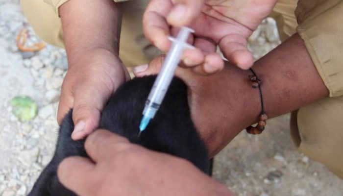 14 Tahun Tanpa Kasus, Pemprov Banten Pertahankan Status Bebas Rabies dan Pecahkan Rekor Nasional