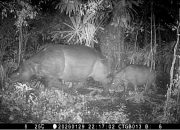 Badak Jawa Kembali Lahir di Taman Nasional Ujung Kulon, Bukti Konservasi Berjalan Efektif