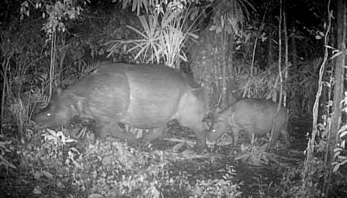 Badak Jawa Kembali Lahir di Taman Nasional Ujung Kulon, Bukti Konservasi Berjalan Efektif