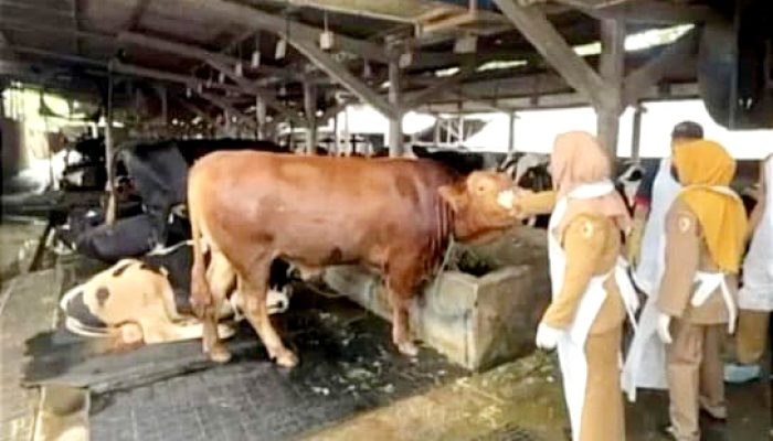 Masyarakat Diminta Waspadai PMK Hewan Kurban, Puluhan Sapi di Banten Terjangkit