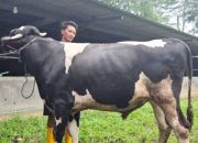 Rangkap Jabatan Kabid SDABMBK Jadi Plt Kabag Kesra Disorot, Muncul Dugaan Konflik Kepentingan Jelang Idul Adha