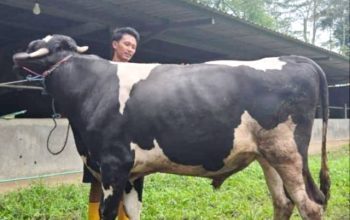 Rangkap Jabatan Kabid SDABMBK Jadi Plt Kabag Kesra Disorot, Muncul Dugaan Konflik Kepentingan Jelang Idul Adha