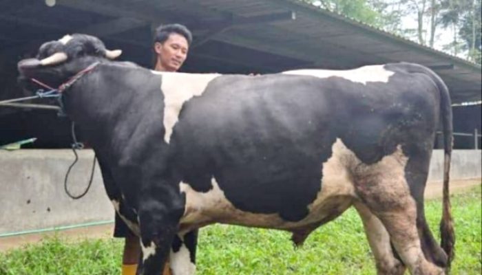 Rangkap Jabatan Kabid SDABMBK Jadi Plt Kabag Kesra Disorot, Muncul Dugaan Konflik Kepentingan Jelang Idul Adha